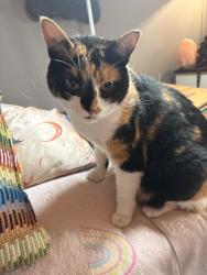 Reunited Female Cat last seen 140ave 88 a street, Edmonton, AB T5E 5R6