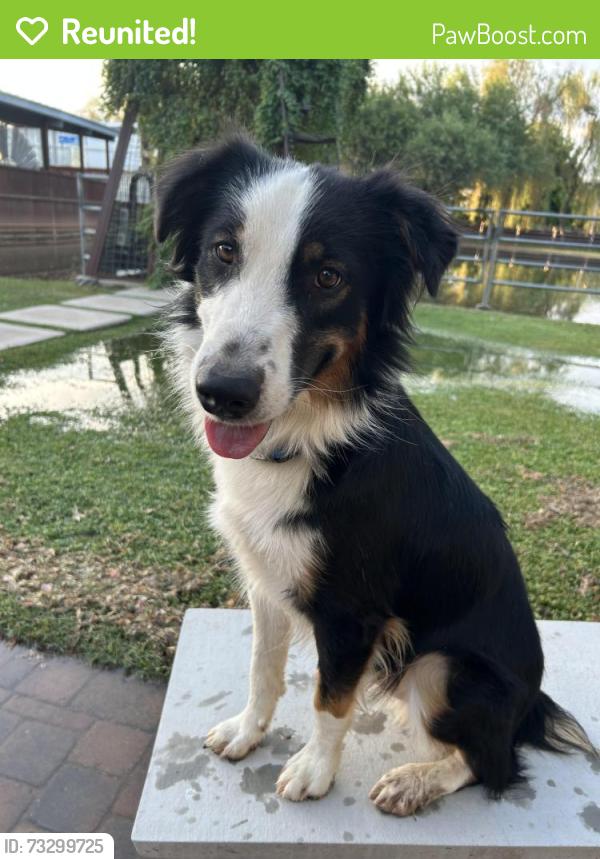 Reunited Male Dog last seen 79th Ave & Orangewood, 85303, Glendale, AZ 85303