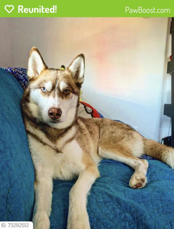 Reunited Male Dog last seen Sherman, Indianapolis, IN 46203