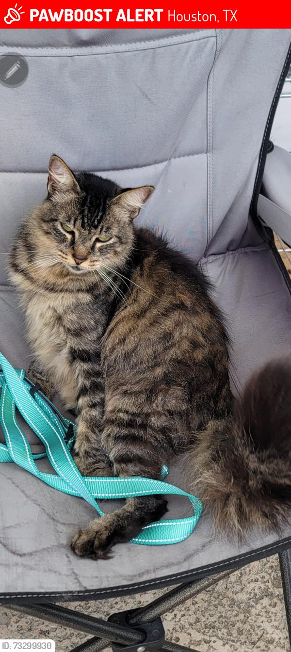 Lost Male Cat last seen Barker Cypress and FM 529, Houston, TX 77084