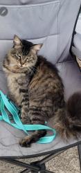 Lost Male Cat last seen Barker Cypress and FM 529, Houston, TX 77084