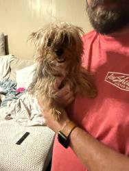 Reunited Female Dog last seen N University Ave and Prejean RD, Carencro, LA 70520