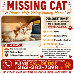 Reunited Female Cat last seen Hoover and grand Ave, Waukesha, WI 53186