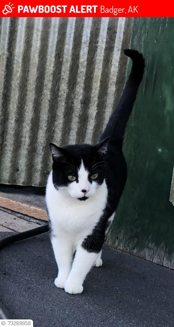 Lost Male Cat last seen Conifer St/Scotch Pine Dr/Dawson Rd, Badger, AK 99705