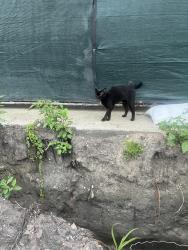 Found/Stray Unknown Cat last seen Belle Plaine and Hermitage, Chicago, IL 60613