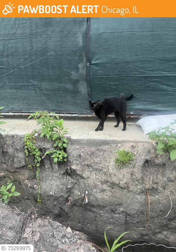 Found/Stray Unknown Cat last seen Belle Plaine and Hermitage, Chicago, IL 60613