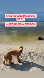 Lost Female Dog last seen En el Walmart, Orlando, FL 32822