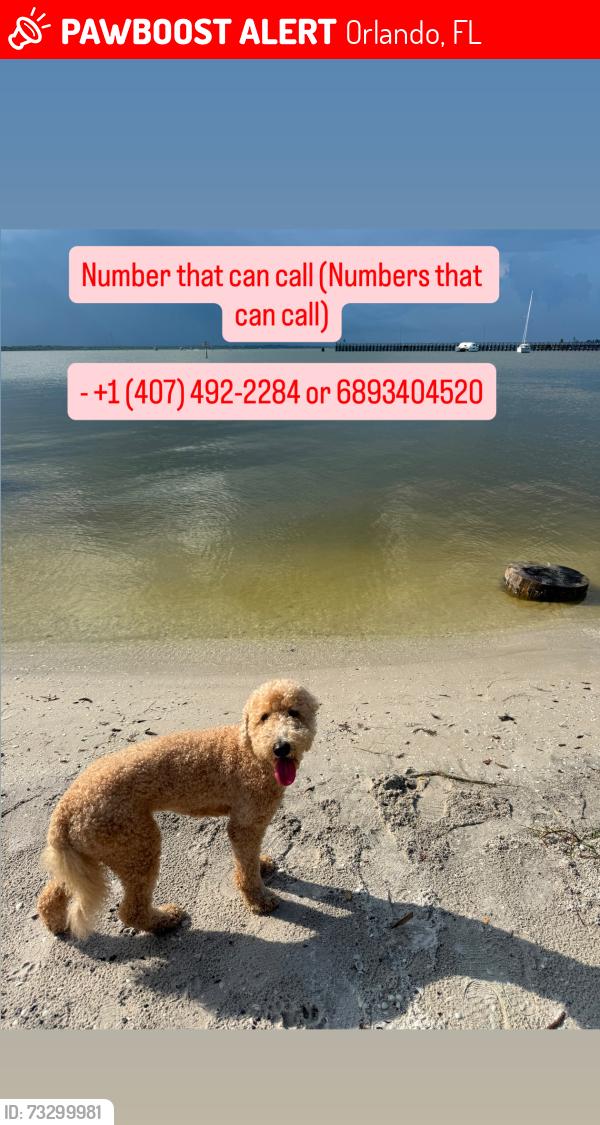 Lost Female Dog last seen En el Walmart, Orlando, FL 32822