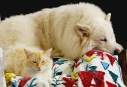 Lost Male Cat last seen Black lake apartments, Tumwater, WA 98512