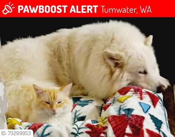 Lost Male Cat last seen Black lake apartments, Tumwater, WA 98512