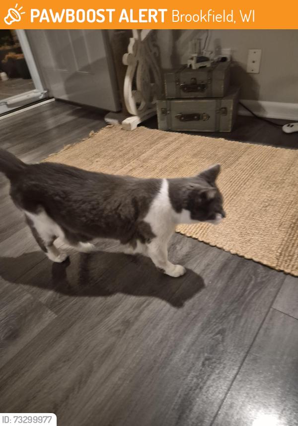 Found/Stray Unknown Cat last seen Near W Bluemound Rd, Brookfield, WI 53045, Brookfield, WI 53045