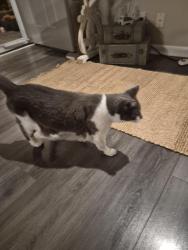 Found/Stray Unknown Cat last seen Near W Bluemound Rd, Brookfield, WI 53045, Brookfield, WI 53045
