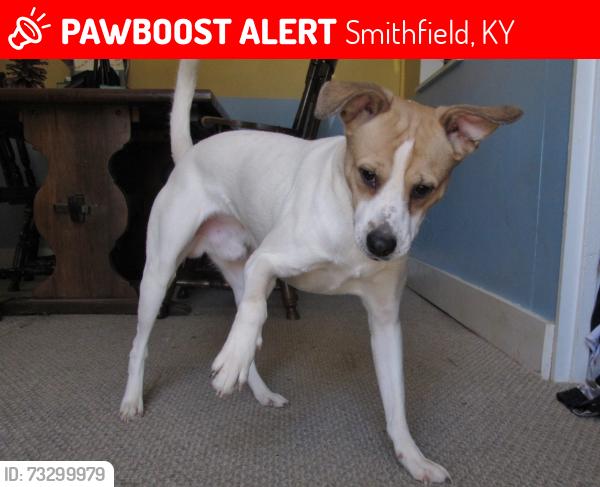 Lost Male Dog last seen Crash Fourway in smithfield, Smithfield, KY 40068