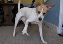 Lost Male Dog last seen Crash Fourway in smithfield, Smithfield, KY 40068