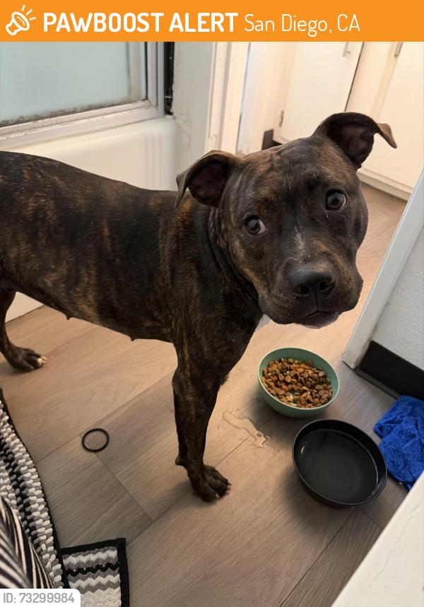 Found/Stray Female Dog last seen 68th, San Diego, CA 92114