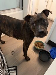 Found/Stray Female Dog last seen 68th, San Diego, CA 92114