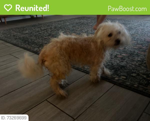 Reunited Female Dog last seen fox springs drive near prairie creek dr, Bear Creek Village, TX 77084