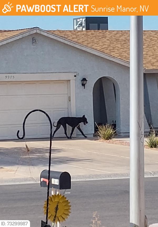 Found/Stray Male Dog last seen Sun Tree Circle & Sunrise View, Sunrise Manor, NV 89110