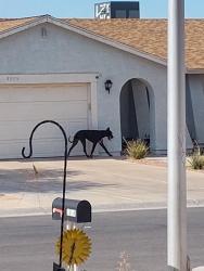 Found/Stray Male Dog last seen Sun Tree Circle & Sunrise View, Sunrise Manor, NV 89110