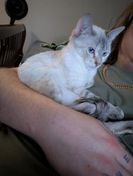 Lost Female Cat last seen Jonesboro Road, McDonough, GA 30253