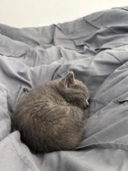 Shelter Stray Female Cat last seen Bexar County, 3353 Morningside Dr, New Braunfels, TX 78132, USA