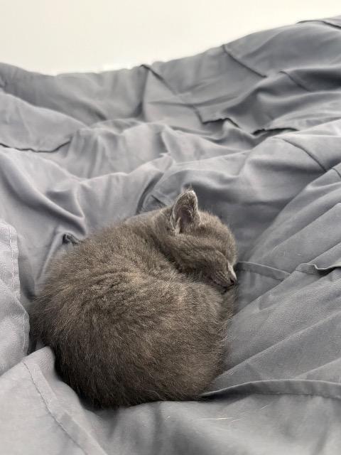 Shelter Stray Female Cat last seen Bexar County, 3353 Morningside Dr, New Braunfels, TX 78132, USA