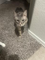 Lost Male Cat last seen arizona ave and warner. san cierra apmts, Chandler, AZ 85224