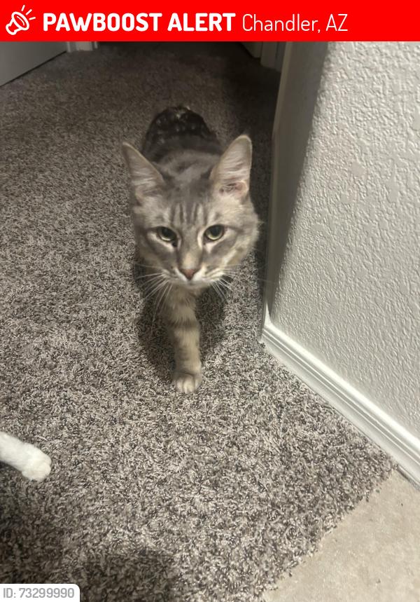 Lost Male Cat last seen arizona ave and warner. san cierra apmts, Chandler, AZ 85224