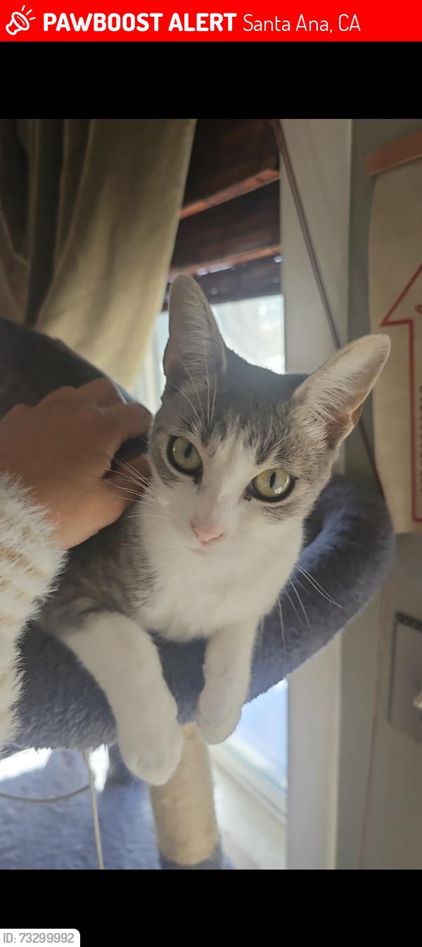 Lost Female Cat last seen Warner & Bristol, Santa Ana, CA 92707
