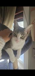 Lost Female Cat last seen Warner & Bristol, Santa Ana, CA 92707