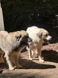 Found/Stray Unknown Dog last seen Hopewell Road, White Oak Drive, Windward Trail, SC 29621