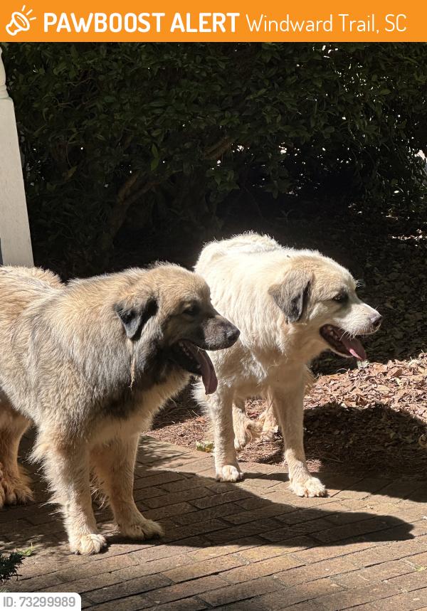 Found/Stray Unknown Dog last seen Hopewell Road, White Oak Drive, Windward Trail, SC 29621