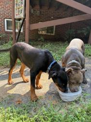 Reunited Male Dog last seen Edgevale and Englewood, Durham, NC 27701