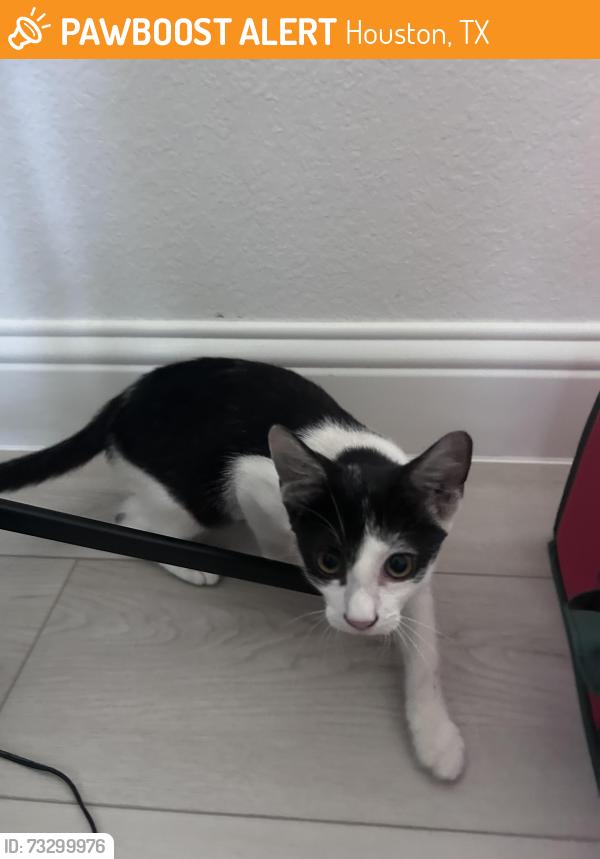 Found/Stray Female Cat last seen Near Northwest Fwy - Cinemark Tinseltown Houston 290 and XD, Houston, TX 77040