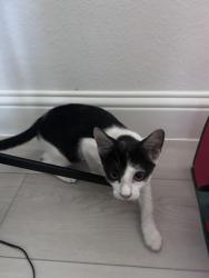 Found/Stray Female Cat last seen Near Northwest Fwy - Cinemark Tinseltown Houston 290 and XD, Houston, TX 77040
