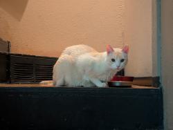 Reunited Male Cat last seen Near Kenwood Terrace, Arlington, TX 76013, USA, Arlington, TX 76013