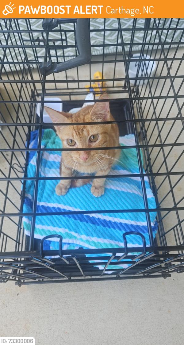 Found/Stray Unknown Cat last seen Warwick Ln and Niagara Carthage rd, Carthage, NC 28327
