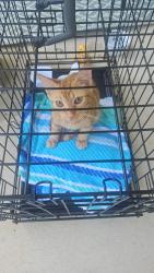 Found/Stray Unknown Cat last seen Warwick Ln and Niagara Carthage rd, Carthage, NC 28327