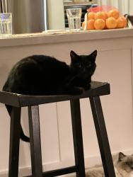 Lost Female Cat last seen One block from Summerlane clbh at Foxglove and Plaza Lane, Huntington Beach, CA 92649