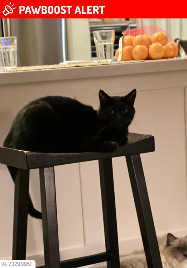 Lost Female Cat last seen One block from Summerlane clbh at Foxglove and Plaza Lane, Huntington Beach, CA 92649