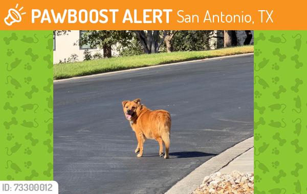 Found/Stray Female Dog last seen woodpecker way off babcock, San Antonio, TX 78256