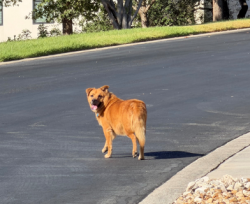 Found/Stray Female Dog last seen woodpecker way off babcock, San Antonio, TX 78256