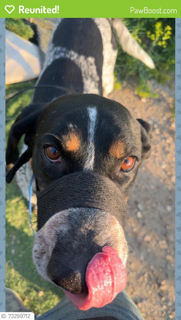 Reunited Male Dog last seen Near 128th Ave NW, Epping, ND 58843, USA, Epping, ND 58843
