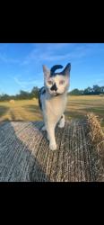 Lost Female Cat last seen Glenavy, village, Glenavy, Northern Ireland 