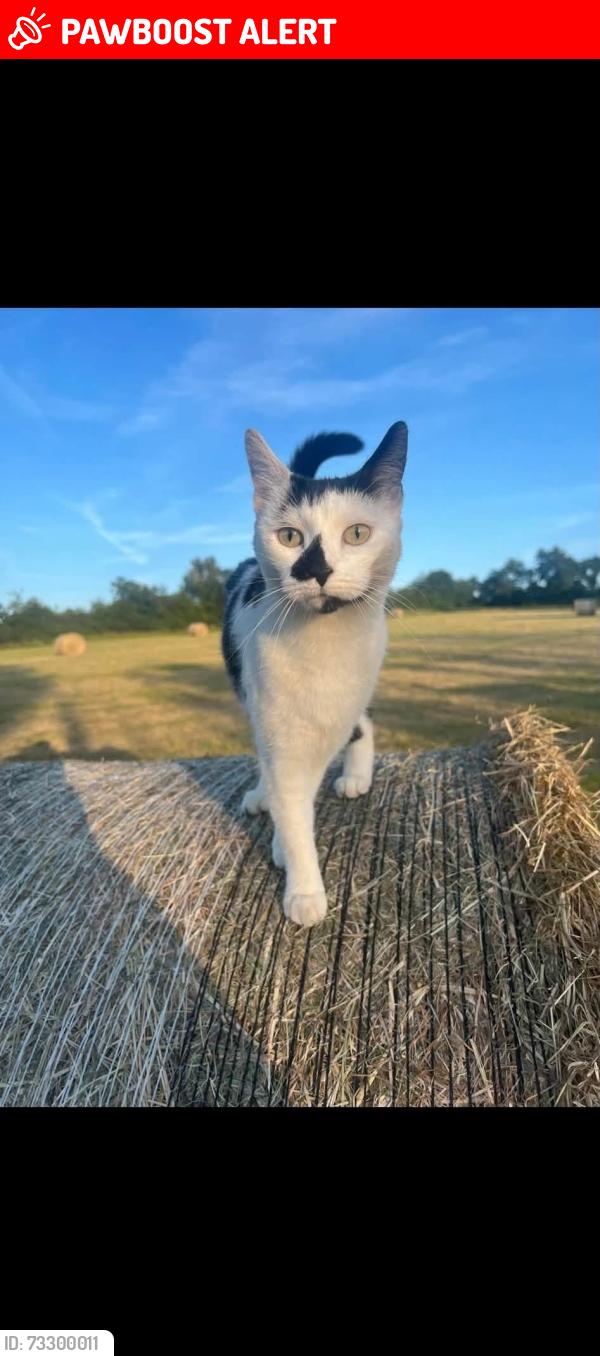 Lost Female Cat last seen Glenavy, village, Glenavy, Northern Ireland 