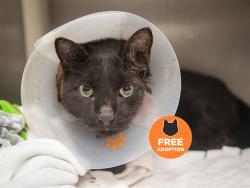 Shelter Stray Male Cat last seen Near BLOCK E LAGUNA DR, 5501 E Van Buren St, Phoenix, AZ 85008, USA