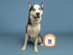Shelter Stray Male Dog last seen 35TH AVE/INDIAN SCHOOL, 5501 E Van Buren St, Phoenix, AZ 85008, USA