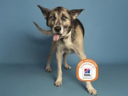 Shelter Stray Male Dog last seen THOMAS AND 59TH AVE, 5501 E Van Buren St, Phoenix, AZ 85008, USA