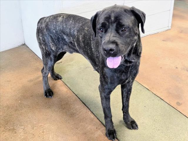Shelter Stray Female Dog last seen , 14409 Vanowen St, Van Nuys, CA 91405, USA