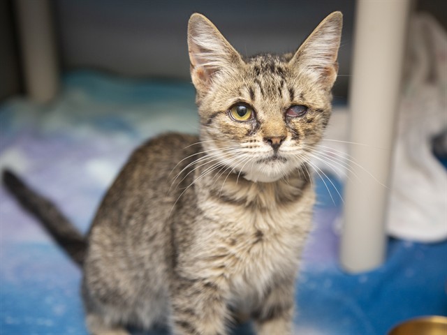 Shelter Stray Female Cat last seen VERRADO/I-10, 5501 E Van Buren St, Phoenix, AZ 85008, USA